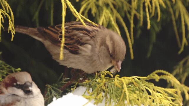 Female House Sparrow (Passer domesticus) feeding in green Thuja bush during winter, close up bird portrait