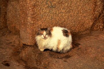 Stone Guardian in Winter Light