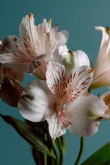 Close-up view of white Peruvian lilies featuring reddish-brown spots and green tips on the petals. The flowers are set against a smooth blue-green backdrop with soft lighting.