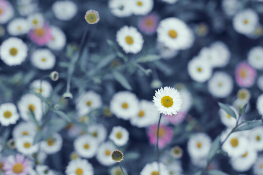 Full frame close-up of wild daisies growing in a meadow, Zagreb, Croatia