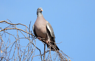 Fototapeta premium grey pigeon sitting on the top of the birch tree