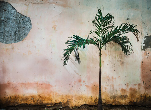 Palm tree growing against a colorful weathered wall in Havana, Cuba