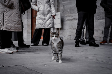 A stray cat in the Blue Mosque in Istanbul, Turkey