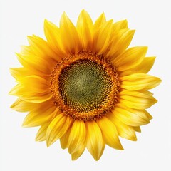 Obraz premium Close-up of a vibrant, fully bloomed flower with layers of yellow petals surrounding a dark brown center, isolated on white
