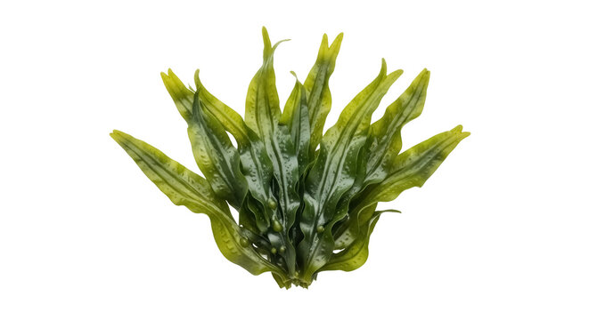 Green and yellow sea lettuce isolated PNG, fresh seaweed with wavy edges on transparent background, edible algae for culinary use