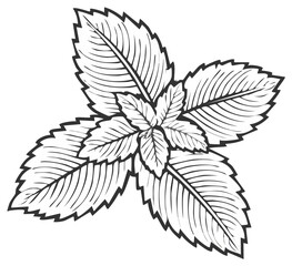 Fototapeta premium Detailed drawing of fresh mint leaves, isolated on white background