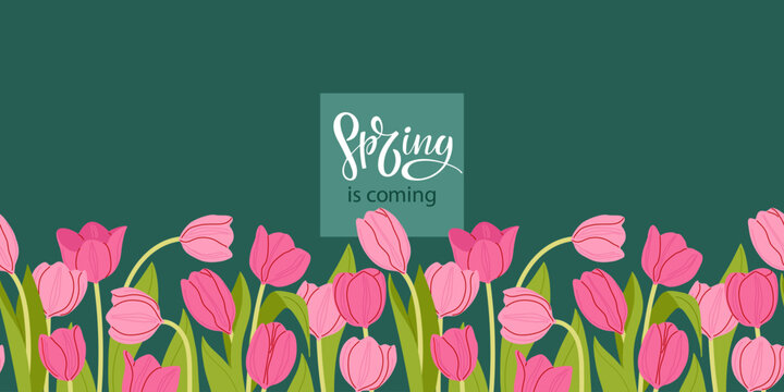 Seamless Pink tulip Border. Spring iis coming lettering and pink Flowers in flat style. FreeHand drawn vector illustration for wallpaper, scrapbooking, wrapping paper, textile. Repeated flowers