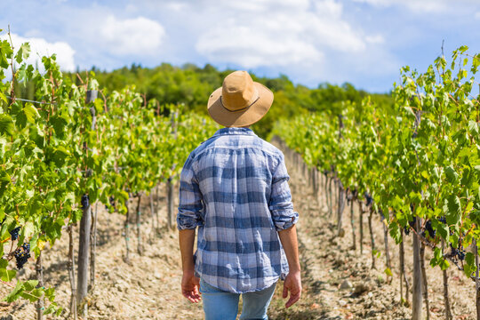 Man walking in vineyard