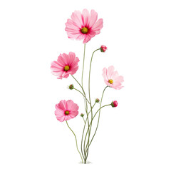 Pink Cosmos Flowers Bouquet, Floral Arrangement, for Mockup or Illustration isolated PNG with Transparent Background