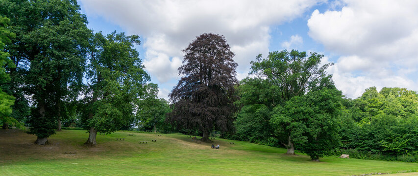 Serene Landscape Park in Denmark featuring a Majestic Purple Copper Beech Tree and Rolling Green Lawns in an English Style Estate Garden
