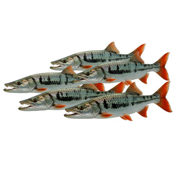 School of Payara vampire fish with sharp teeth on, transparent background
