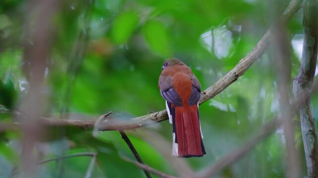 Red-headed Trogon(Harpactes erythrocephalus) adult  is wide birdwatching in natural habitat