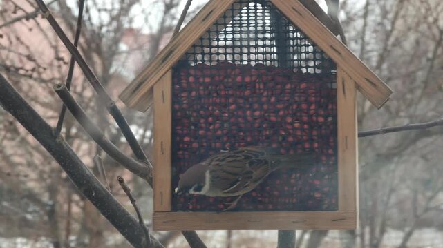 Small sparrow eating peanuts from a wooden bird feeder hanging on a tree branch on a cold winter day. Caring for wild birds and helping animals in the urban environment during seasonal weather