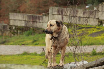 Guardian of the Galician Courtyard