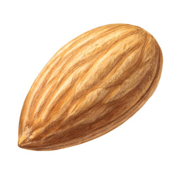 A single fresh Marcona almond