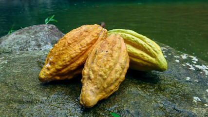 Ripe cacao pods resting on wet stone near river water. Tropical cocoa fruits display natural texture, earthy colors and raw agricultural character in a natural outdoor setting.