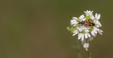 Chrząszcz na białym kwiecie w makro, owad z brązowym i czarnym ubarwieniem na łące, rozmyte zielone tło i przestrzeń na tekst. © Henryk Guziak