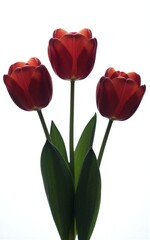 Fototapeta premium Three vibrant red tulips stand tall against a stark black background, green stems and leaves adding contrast.