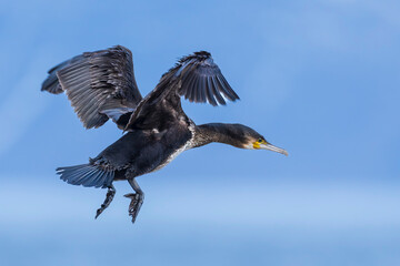 Obraz premium Great Cormorant (Phalacrocorax carbo)