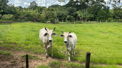 Fototapeta premium Two White Cattle in Green Pasture with Mountains,, Natural Light