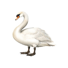 Obraz premium Swan Illustration, Pastel Isolated Bird, Bird Illustration ,Wild Water Bird Art for Nature Decor and Wildlife Design, Ornithology art, White Swan