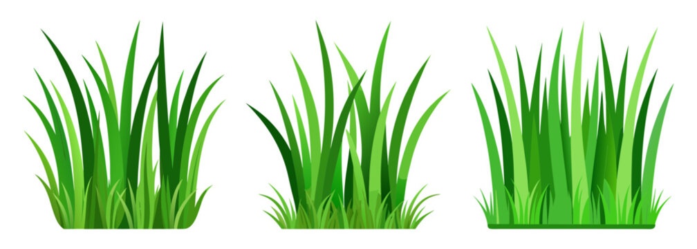 Three clumps of fresh green grass isolated on