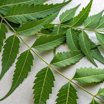 Neem Leaf Pinnately compound with lanceolate leaflets and serrat