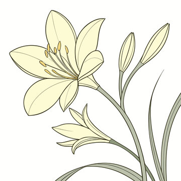 zephyranthes citrina flower vector