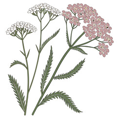 vector illustration of yarrow achillea flower © Mariam