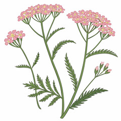 yarrow achillea vector isolated © Mariam