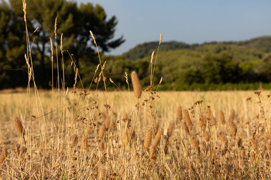 Fleurs et herbes s&eacute;ch&eacute;es au premier plan dans un champ, colline avec arbres verts et ciel bleu en arri&egrave;re-plan