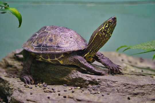 Common Chines pond turtle on the rocks
