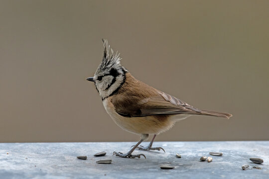 Crested tit, Cyanistes caeruleus, single bird on ground,