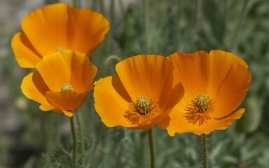 Obraz premium Vibrant orange poppies blooming in sunny garden with green stems