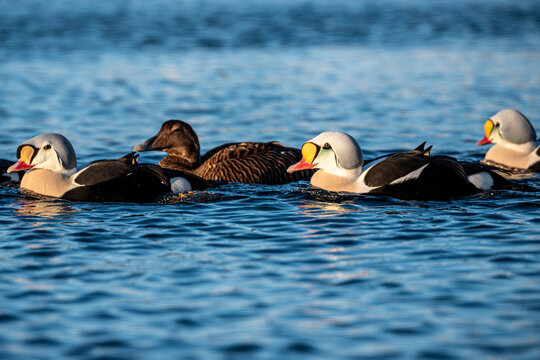 King eider an early morning in the Arctic sea. The photo is taken in a fjord in Varanger in northern Norway.