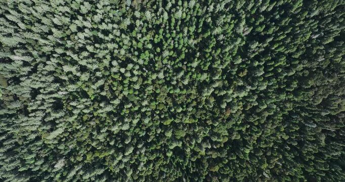 Aerial view of beautiful foggy forest mountain landscape