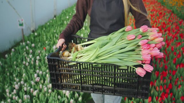 Flower harvesting on Dutch farm. Rural flower agribusiness. Florist, Dutch farmer, walks along rows of growing tulips, carrying uprooted tulips in basket. Preparations for holiday flower sales.