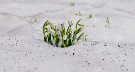 Galanthus nivalis snowdrops blooming through the snow in early spring