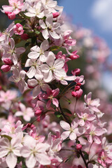Close-up of an apple tree blossoming. The tree blooms with pink flowers. Blossoming of an ornamental apple tree in spring in the park. Bright pink flowers of an ornamental apple tree