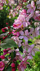 Close-up of an apple tree blossoming. The tree blooms with pink flowers. Blossoming of an ornamental apple tree in spring in the park. Bright pink flowers of an ornamental apple tree