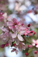 Naklejka premium Close-up of an apple tree blossoming. The tree blooms with pink flowers. Blossoming of an ornamental apple tree in spring in the park. Bright pink flowers of an ornamental apple tree
