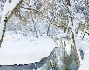 Snowfall on a frosty winter day in the forest,winter forest on a frosty sunny day