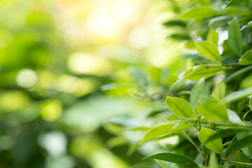 Green leaves with soft sunlight and natural bokeh background. Fresh nature concept with copy space for ecology, sustainability, wellness, environment, organic lifestyle, and modern design use. © Bordinthorn