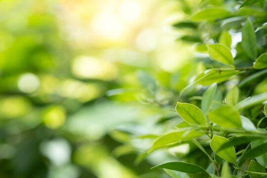 Green leaves with soft sunlight and natural bokeh background. Fresh nature concept with copy space for ecology, sustainability, wellness, environment, organic lifestyle, and modern design use.