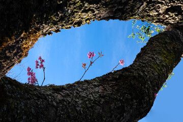 Pink Cherry Blossoms and White Bauhinia Flowers on Mossy Tree Trunk in Dalat, Central Highlands