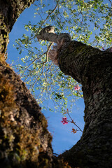 Pink Cherry Blossoms and White Bauhinia Flowers on Mossy Tree Trunk in Dalat, Central Highlands