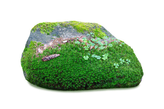 stone covered with Polytrichum commune moss and several clover (Trifolium) plants isolated on white background