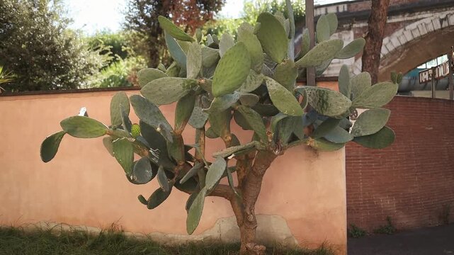 Prickly pear cactus tree with large green pads growing outdoors near residential wall. Mediterranean vegetation captured in natural daylight with calm atmosphere. Southern Europe flora, exotic plant