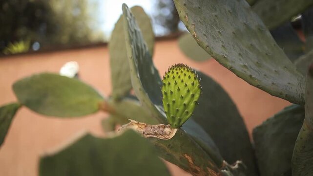 Close up view of green prickly pear cactus fruit growing on opuntia plant. Young cactus fruit surrounded by thick flat pads with spines. Natural Mediterranean vegetation, desert plant detail