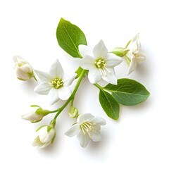 The white jasmine flower cluster has green stems and leaves.